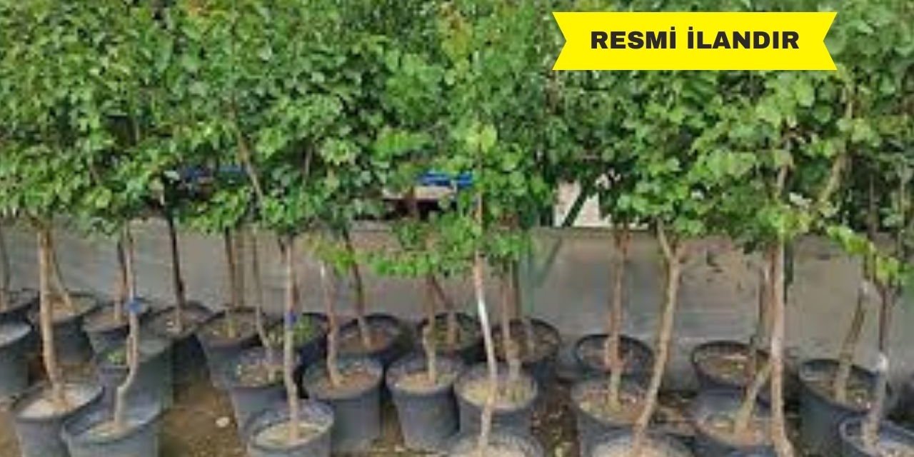 MEYVE FİDANI SATIN ALINACAKTIR