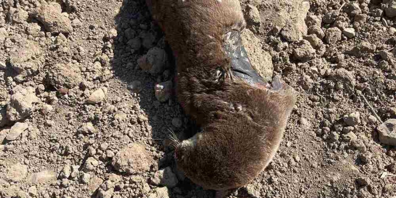 Batman’da koruma altındaki su samuru telef olmuş halde bulundu