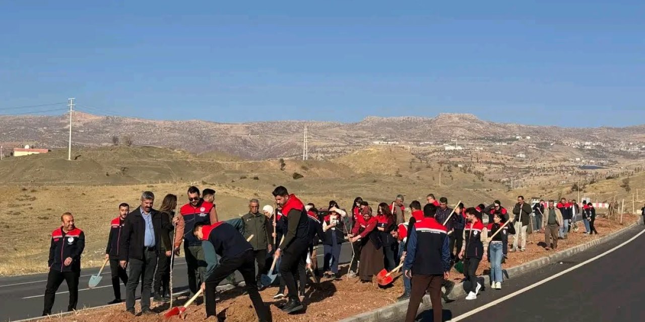 Şırnak-Cizre karayolunda refüjlere fidan dikildi