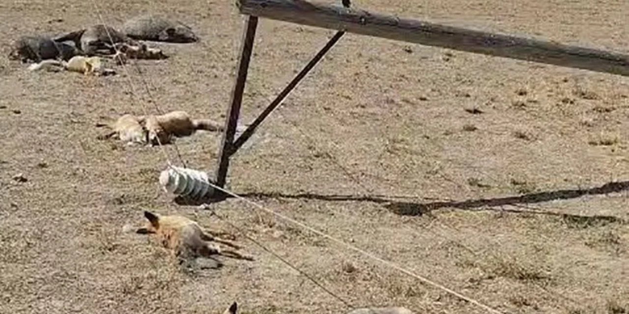 Van’da düşen enerji hattı faciayı davetiye çıkardı: Yabani hayvanlar telef oldu