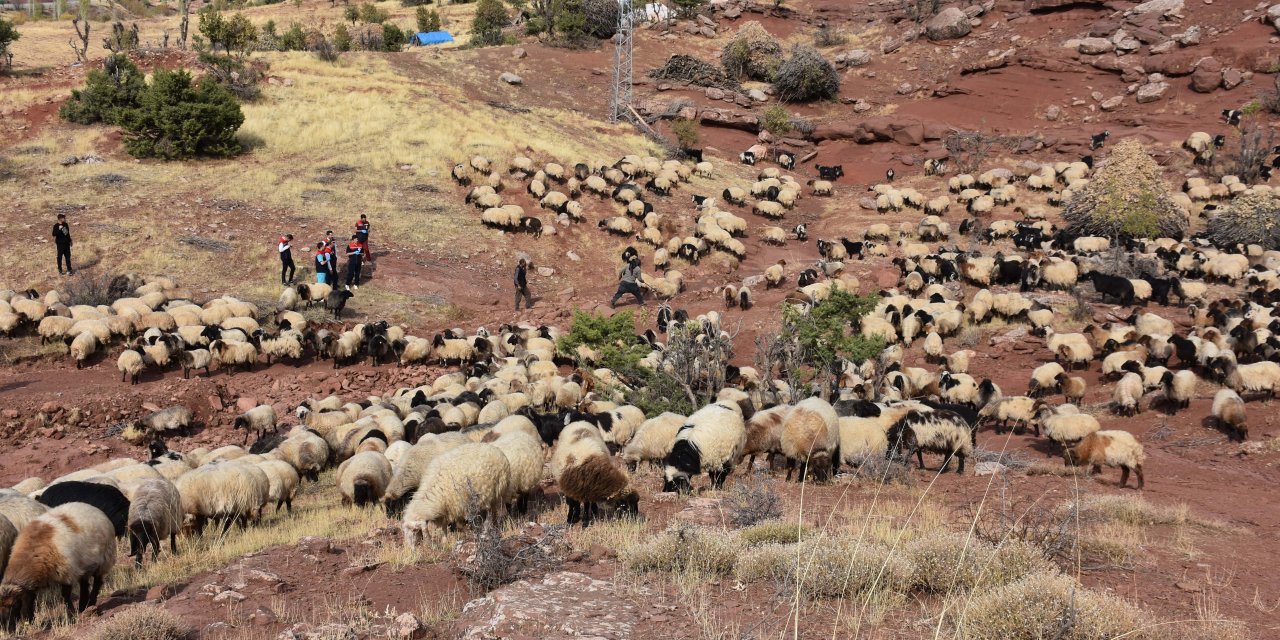 Şırnak'ta Ekipler 342 Bin Küçükbaş Hayvanı Sağlık Kontrolünden Geçirdi