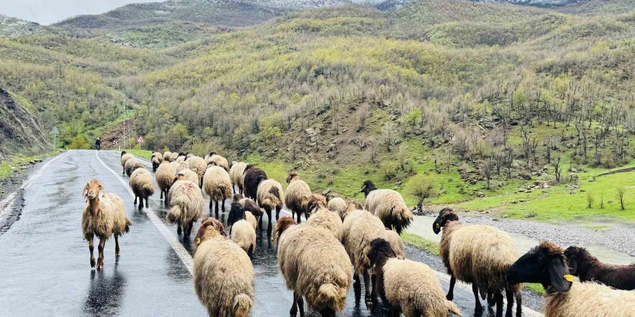 Şırnak’ta 1 Milyon Hayvan 30 Günlük Yolculuktan Sonra Ovalara Geri Döndü