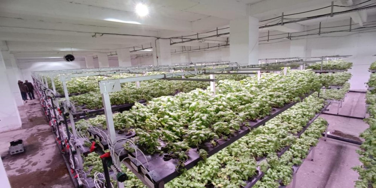 Batman'a eksi birinci katta topraksız dikey tarım yapılıyor