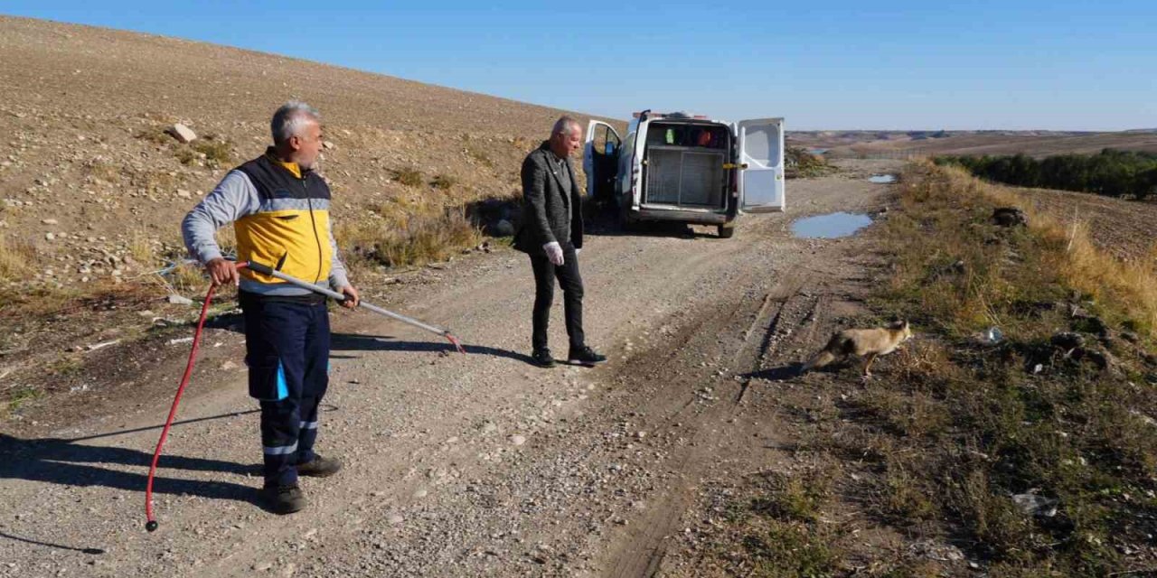 Yaralı Tilki Tedavisinin Ardından Doğaya Geri Bırakıldı