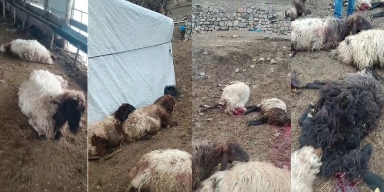 Şırnak’ta Köpek Dehşeti: 35 Koyun Telef Oldu 20'si Yaralandı!