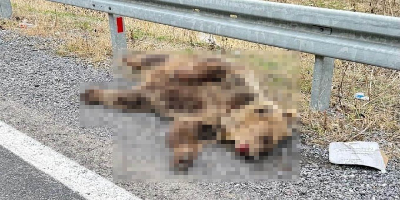 Hakkari-Van kara yolunda bir aracın çarptığı ayı telef oldu