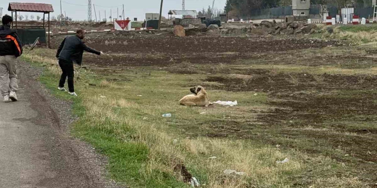 Diyarbakır’da sokak hayvanlarına kuduz aşısı uygulanıyor