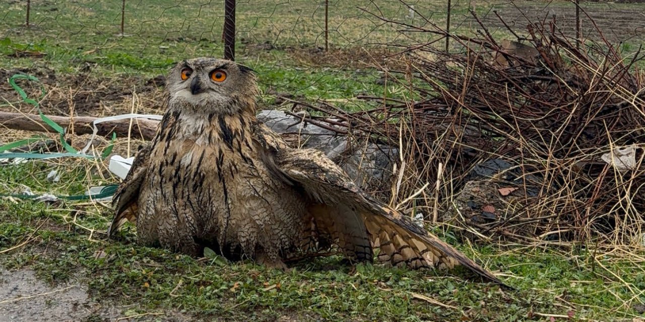 Şırnak’ta Kanadı Kırık Halde Bir Baykuş Bulundu