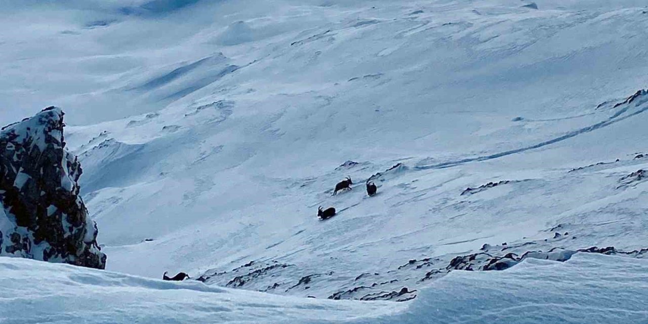 Van’da yiyecek arayan dağ keçileri görüntülendi