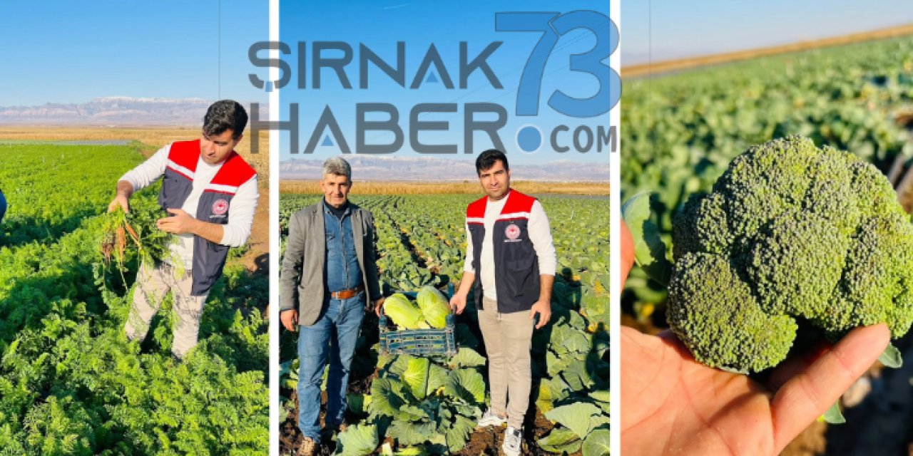 Silopi’de Kışlık Sebze Üretimi: "Brokoli, Havuç ve Lahana"