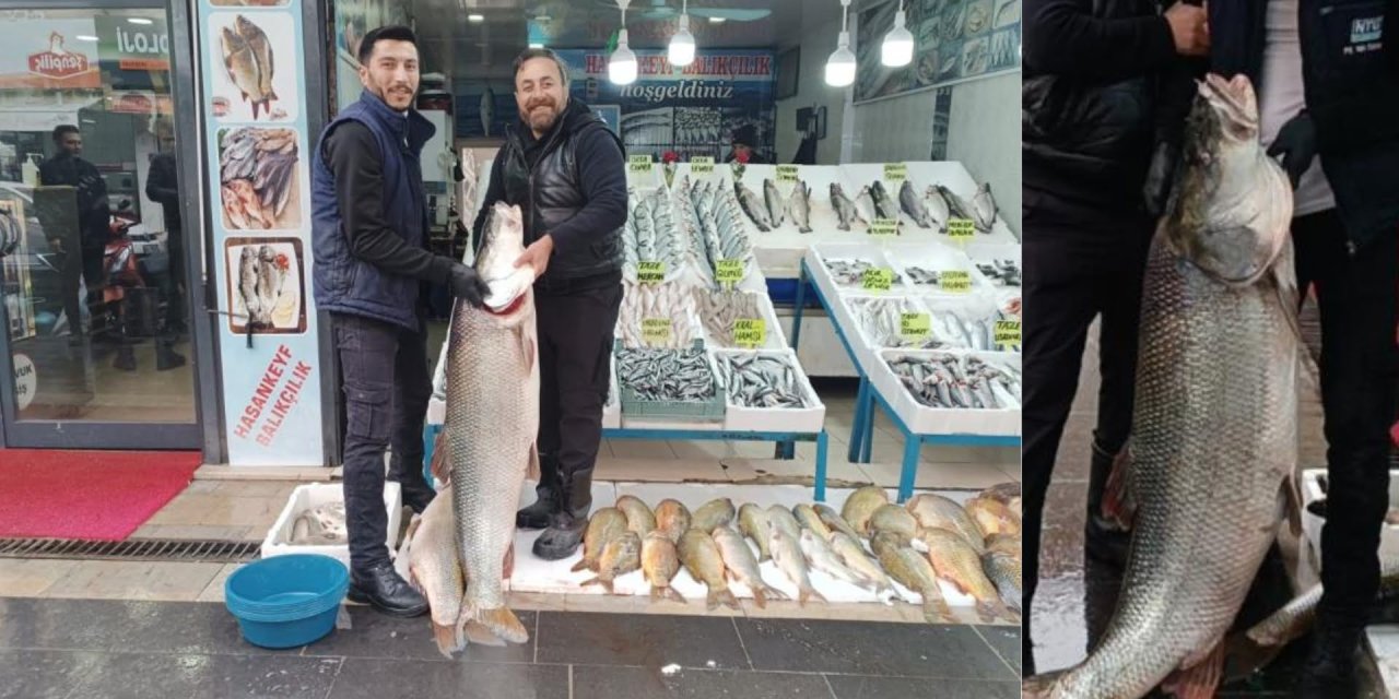 Şırnak’ta yakalanan dev turna balığı Batman’da ilgi odağı oldu