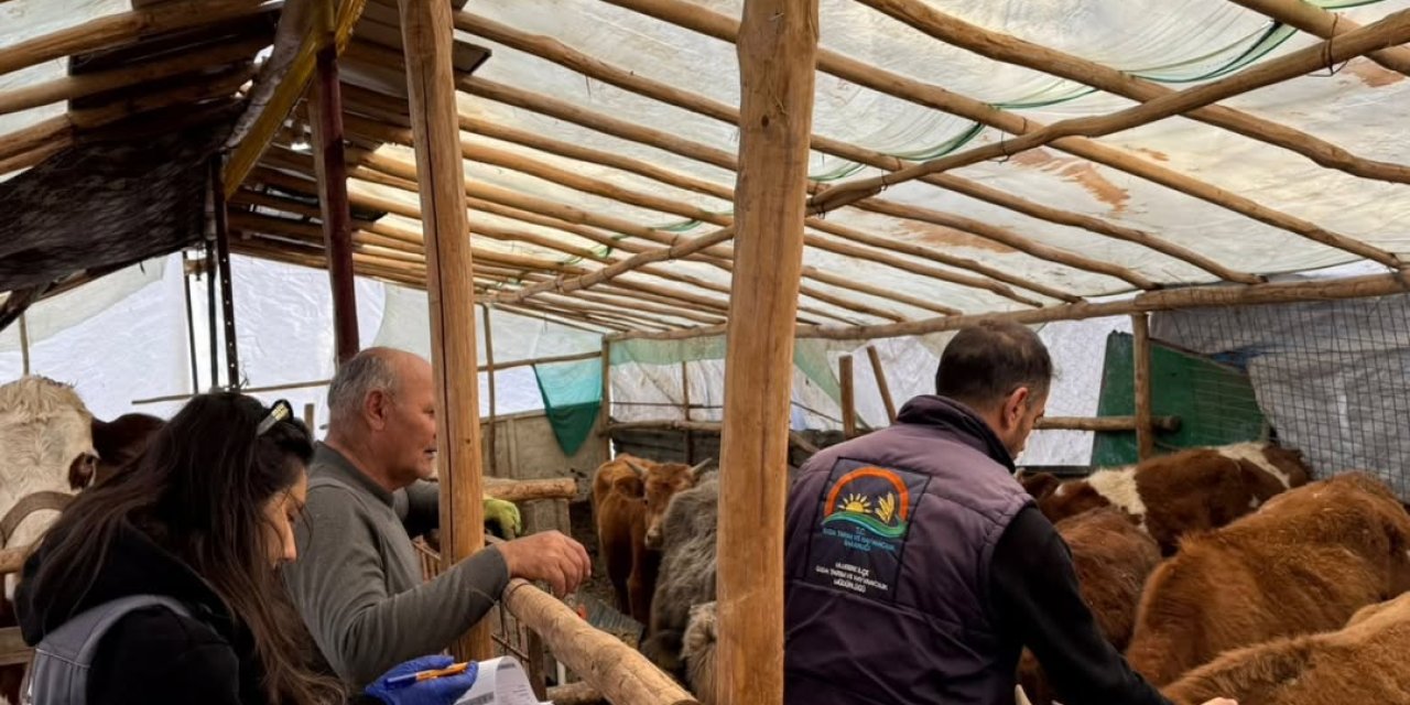 Uludere’de Şap Aşılama ve Kimliklendirme Çalışmaları Hız Kesmeden Sürüyor