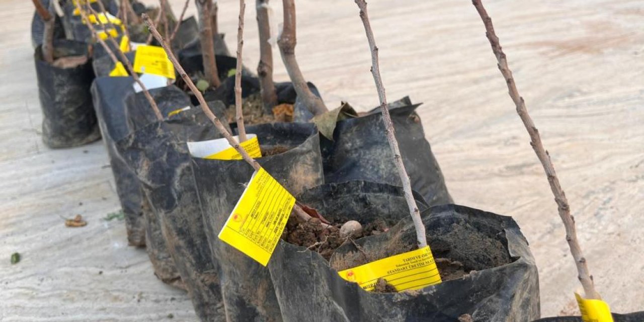 Siirt'te çiftçilere 25 bin fıstık ve 4 bin adet Trabzon Hurması fidanı dağıtıldı