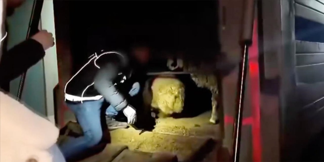 Komşu İlde Buda Oldu! Hayvanların Karın Boşluklarına Uyuşturucu Gizlediler