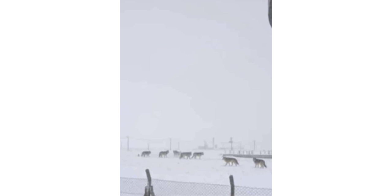 Kurtlar Sürü Halinde Yerleşim Yerlerine İndi