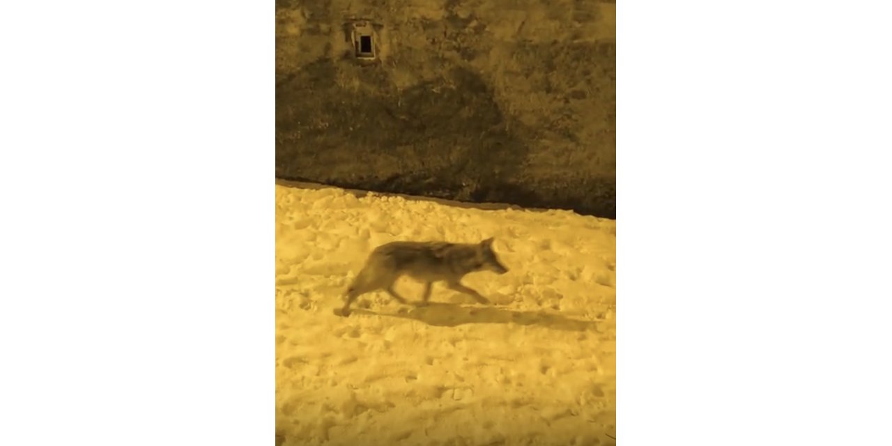 Aç Kalan Kurtlar Şehir Merkezine İndi