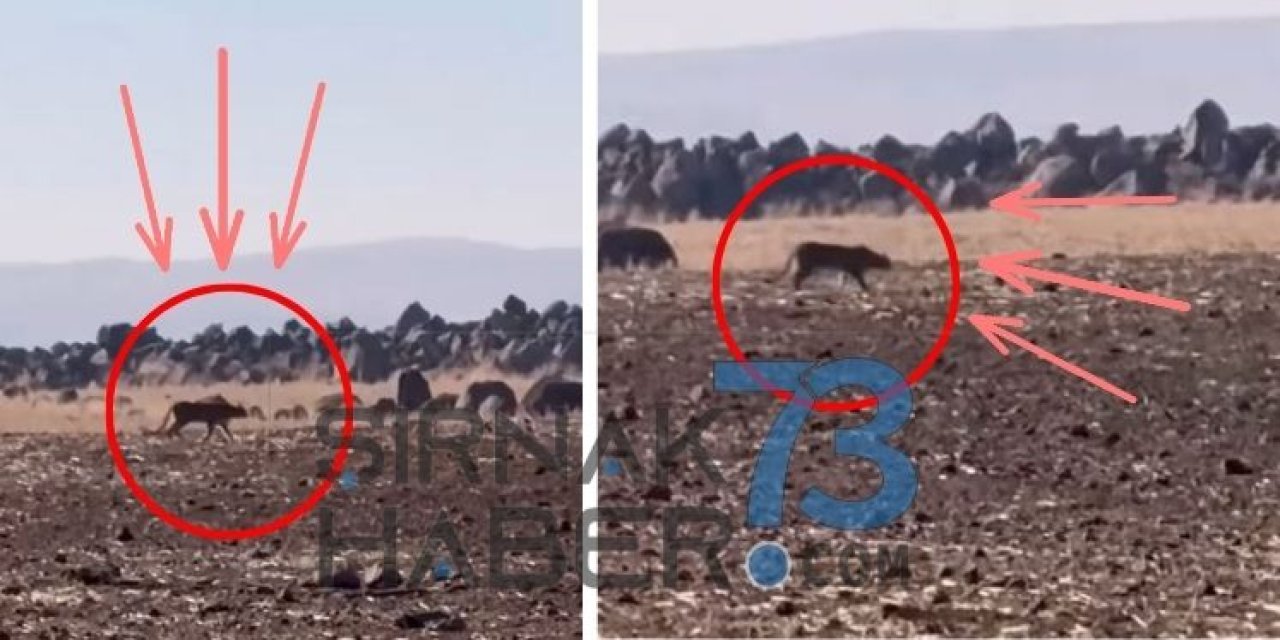 İdil’de Anadolu Parsı Görüntülendi