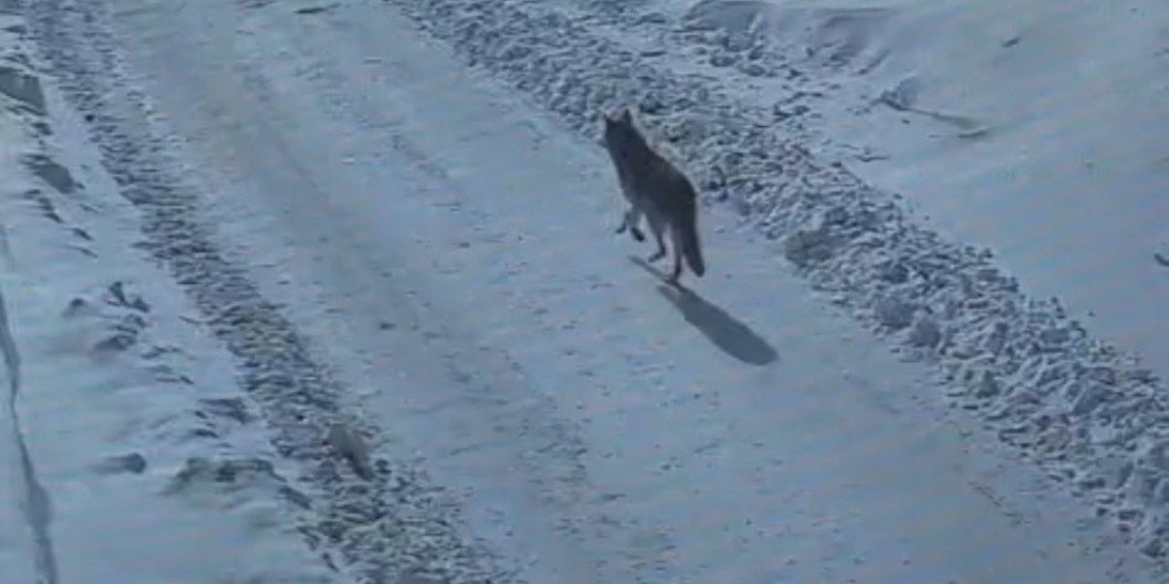 Tatvan'da mahallede gündüz vakti kurt görüldü