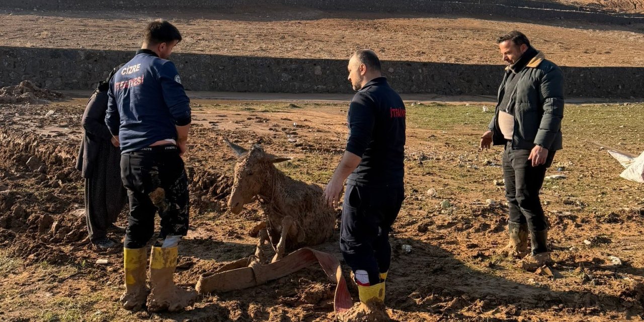 Şırnak'ta Bataklığa Saplanan Eşekler Kurtarıldı