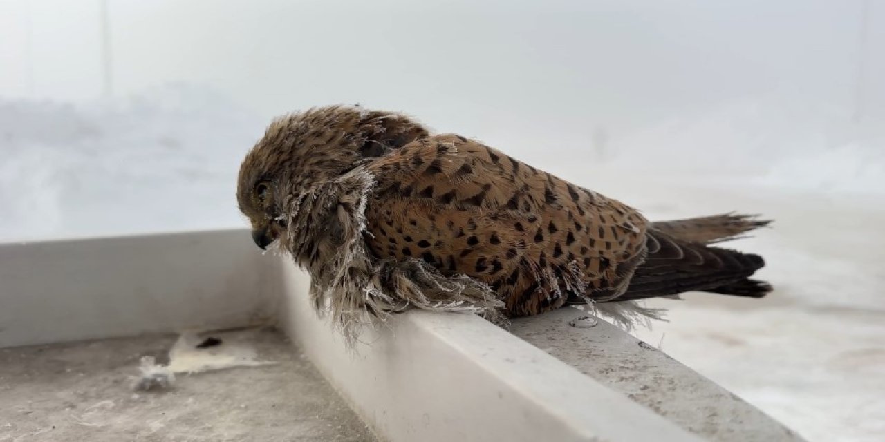 Hakkari’de bir kuş konduğu yerden bir daha uçamadı