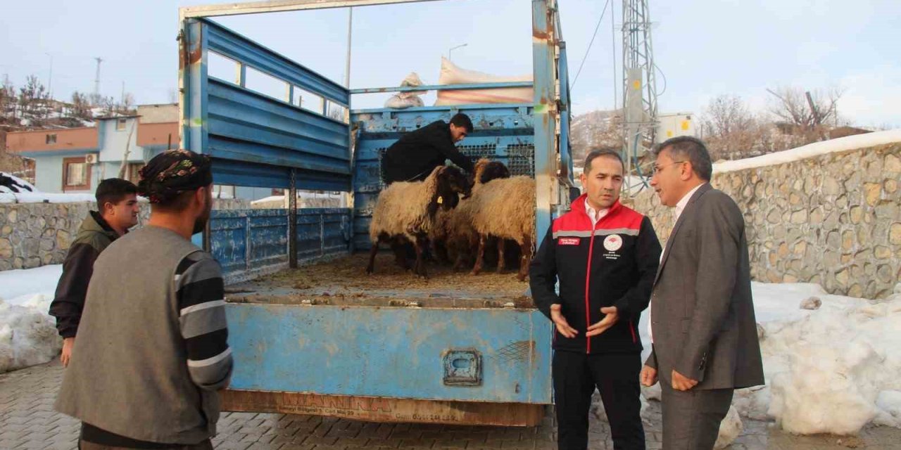 Vahşi Hayvan Saldırısında 35 Koyun Telef Oldu, Devlet Yaraları Sardı