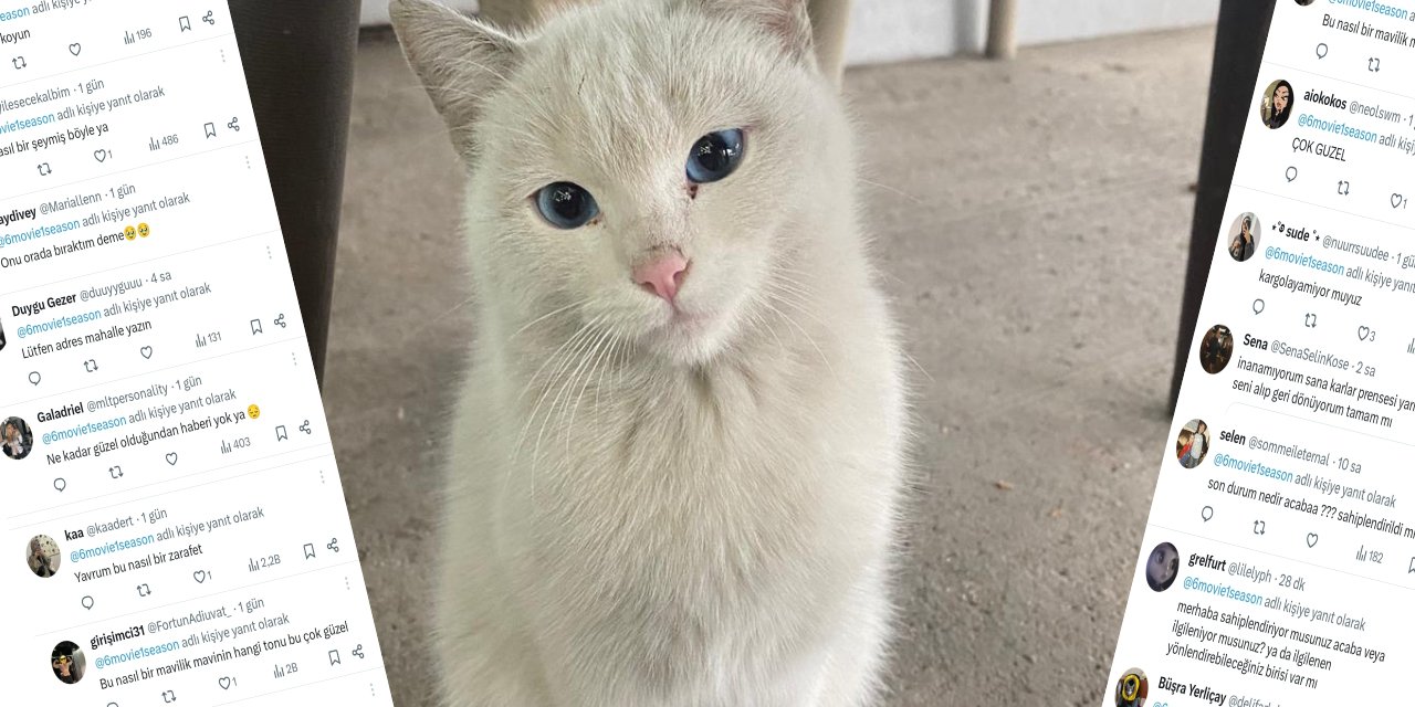 Şırnak’ta fotoğrafları çekilen sokak kedisi sosyal medyada gündem oldu