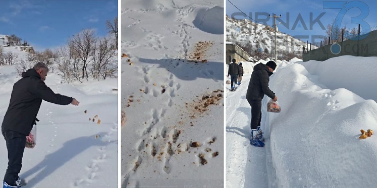 Şırnak Haber Gazetesi ve Sirnakhaber73.com Genel Yayın Yönetmeni Caner, Yaban Hayvanları için Doğaya Yiyecek Bıraktı