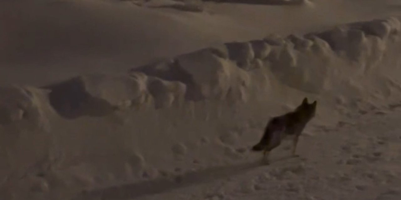 Hakkari’de kurt saldırılarına karşı uyarı yapıldı
