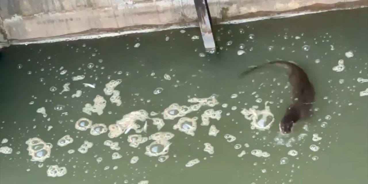 Nesli Tükenmek Üzere Ama Şırnak’ta Görüntülendi