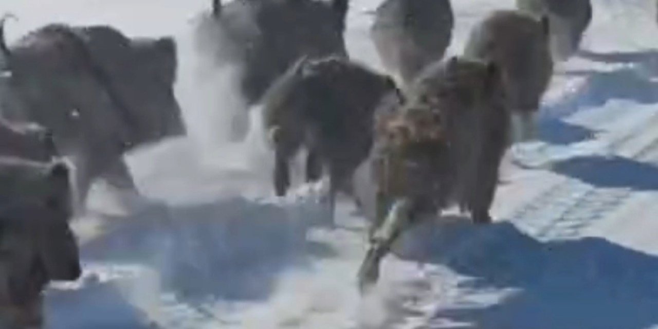 Van’da yerleşim yerlerine inen yaban domuzu sürüsü görüntülendi