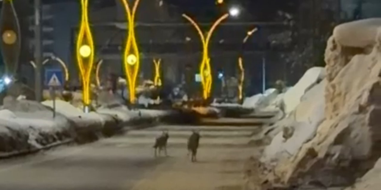 Hakkari’de kurtlar şehir merkezine indi