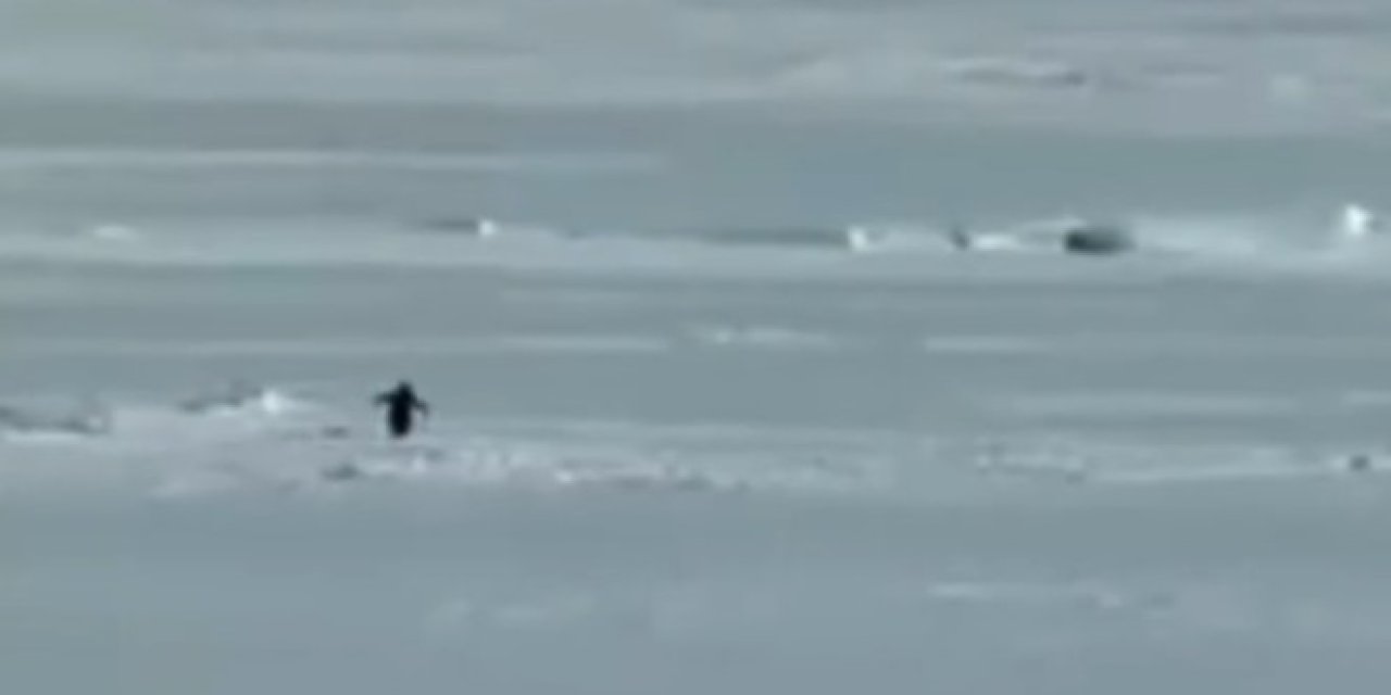 Bilim İnsanlarını Düşündüren Davranış: Sürüden Ayrılan Penguenler