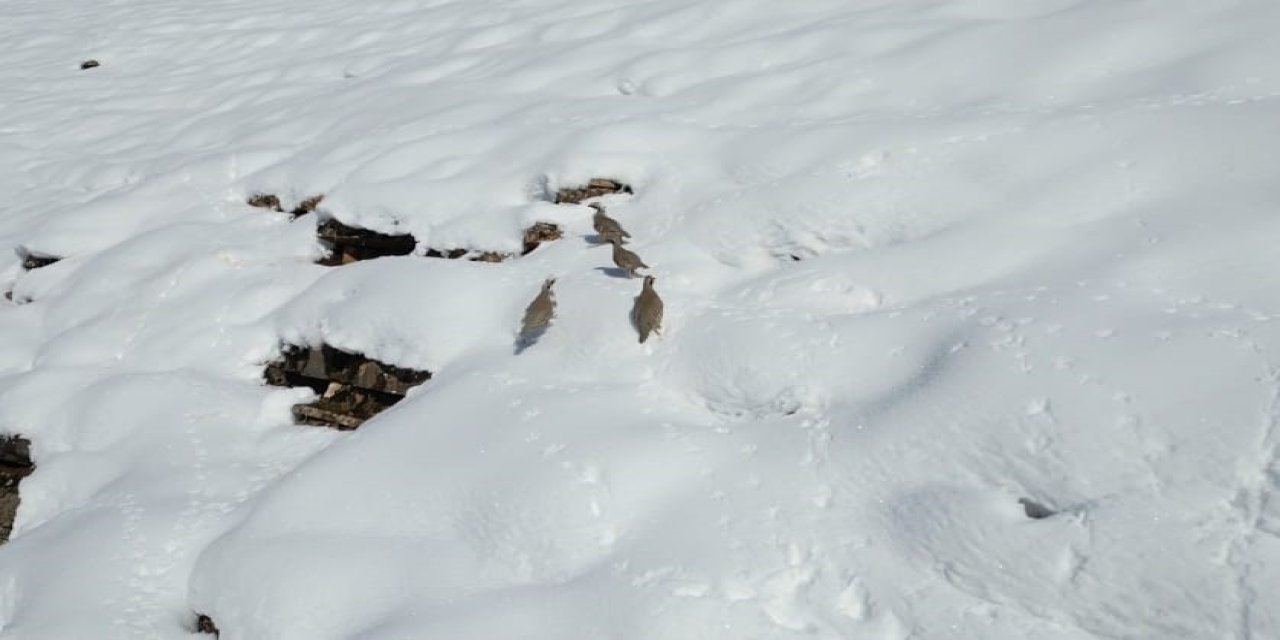 Şırnak’ta Aç Kalan Keklikler Sürü Halinde Yiyecek Aradı