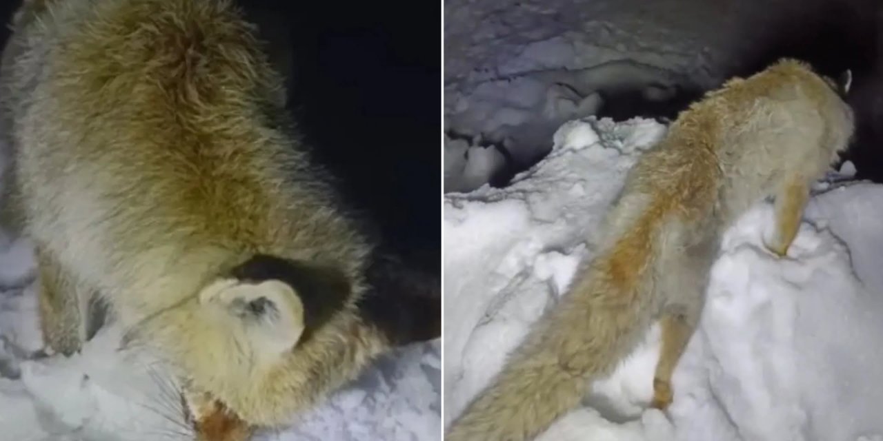Hakkari’de yerleşim yerinde yiyecek arayan tilki donmuş halde bulundu