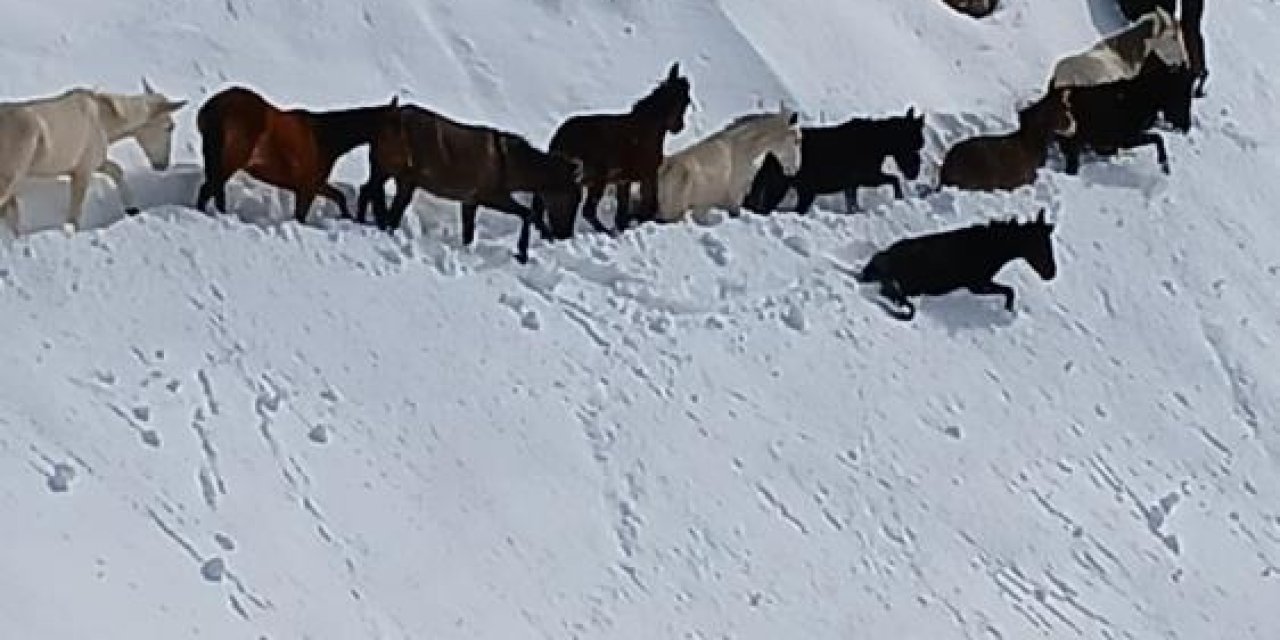 Batman’da dağda onlarca katır mahsur kaldı