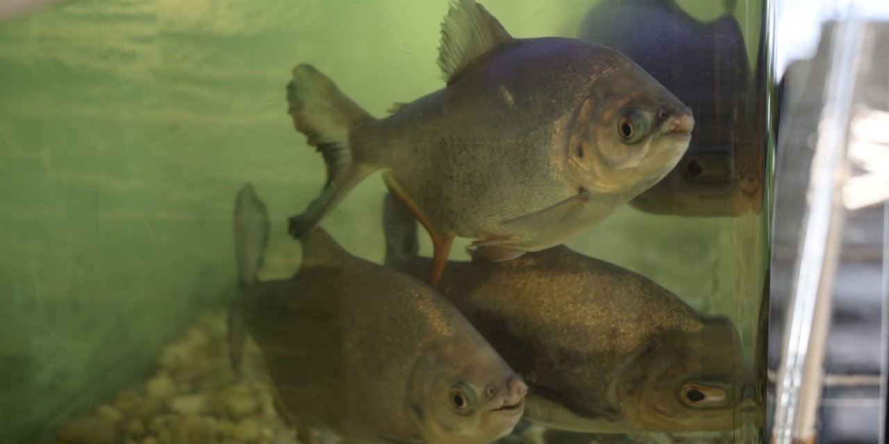 Diyarbakır'da, 8 Adet Pirana Balığı 12 Yıldır Kelle Paçayla Besleniyor