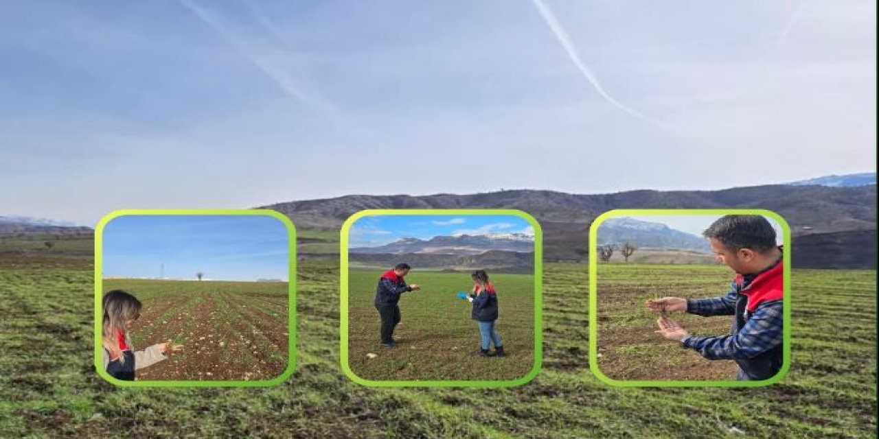 Şırnak’ta Tarlalar Mercek Altında: Hububatta Kritik Gözlem