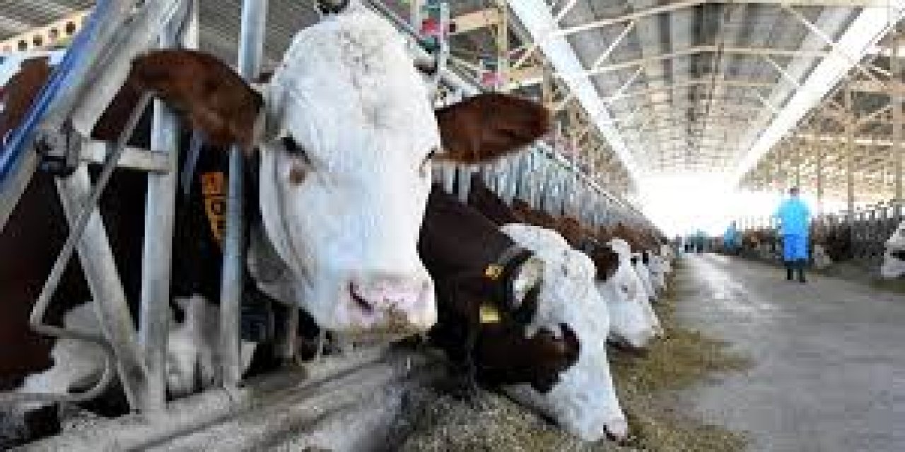 Şırnak'ta bulunan Büyükbaş hayvan sayısı belli oldu!