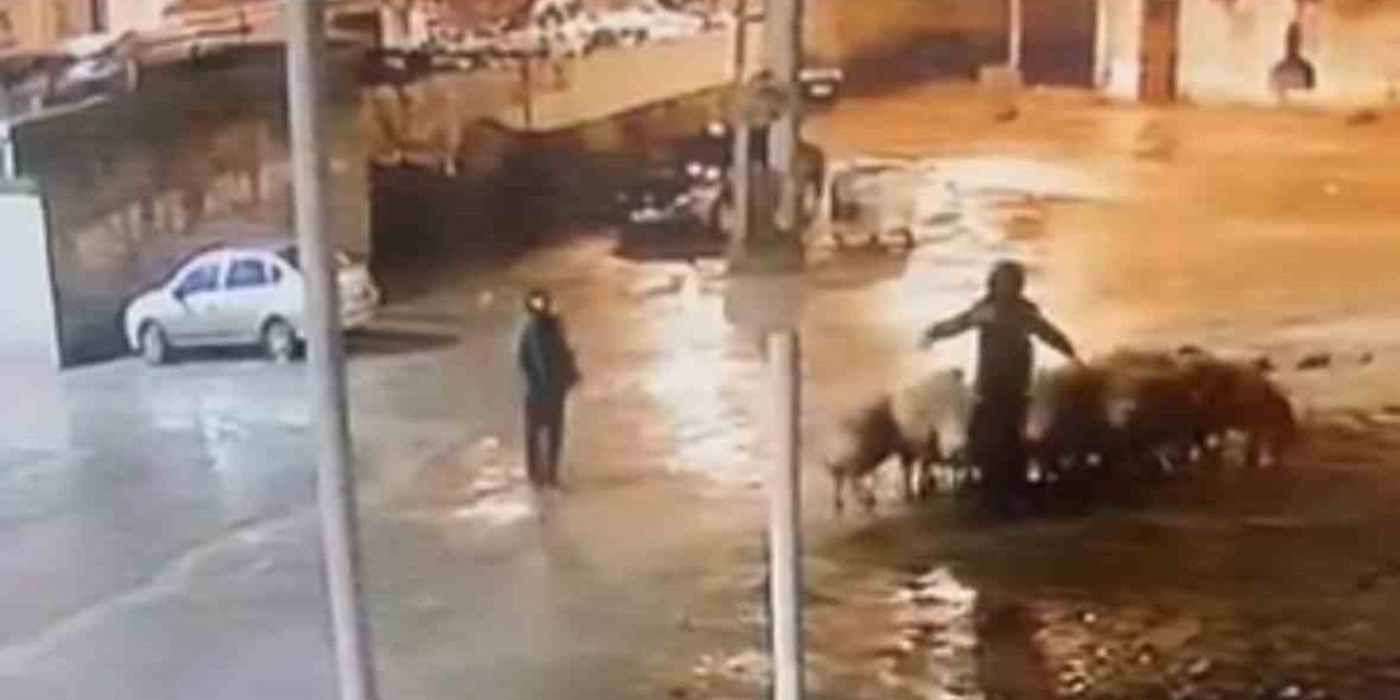 Siverek’te 19 Koyun Çalındı: Hırsızlık Anı Kamerada