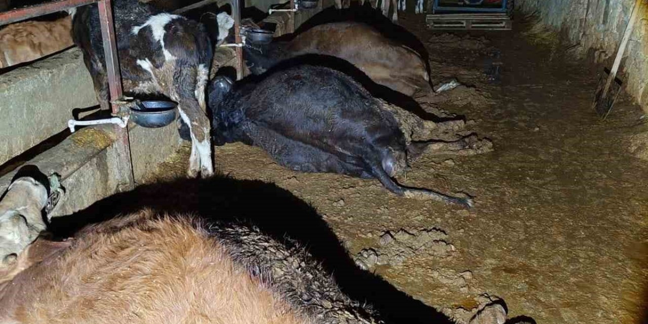 Elektrik Kaçağı 8 Büyükbaş Hayvanı Telef Etti