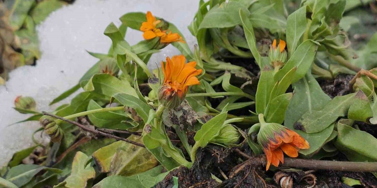 Bitlis’te şubat sürprizi: Çiçekler karlar arasında açtı