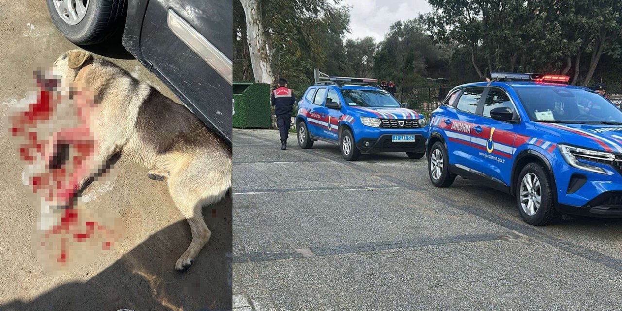 Tavuklarını yediği için köpekleri öldüren restoran sahibi tutuklandı