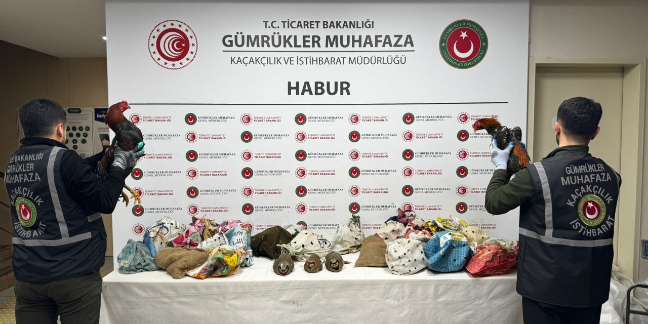 Habur Sınır Kapısında Kaçak Canlı Hayvan Ele Geçirildi