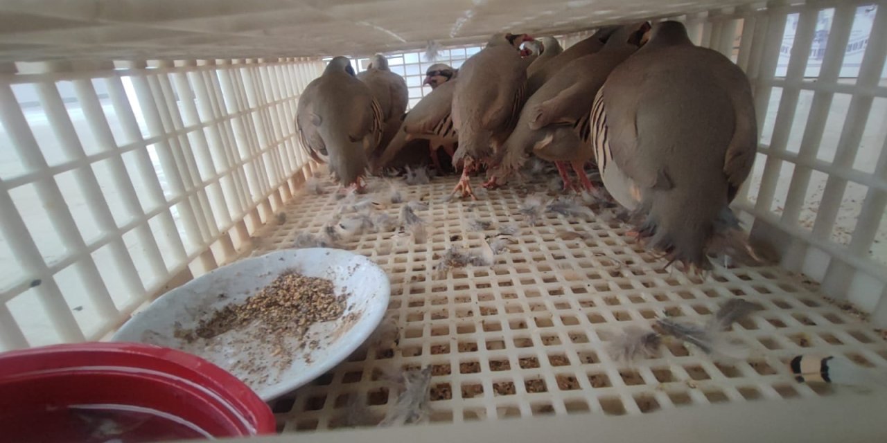 Habur’da Ele Geçirilen 38 Keklik Doğal Yaşam Alanlarına Bırakıldı