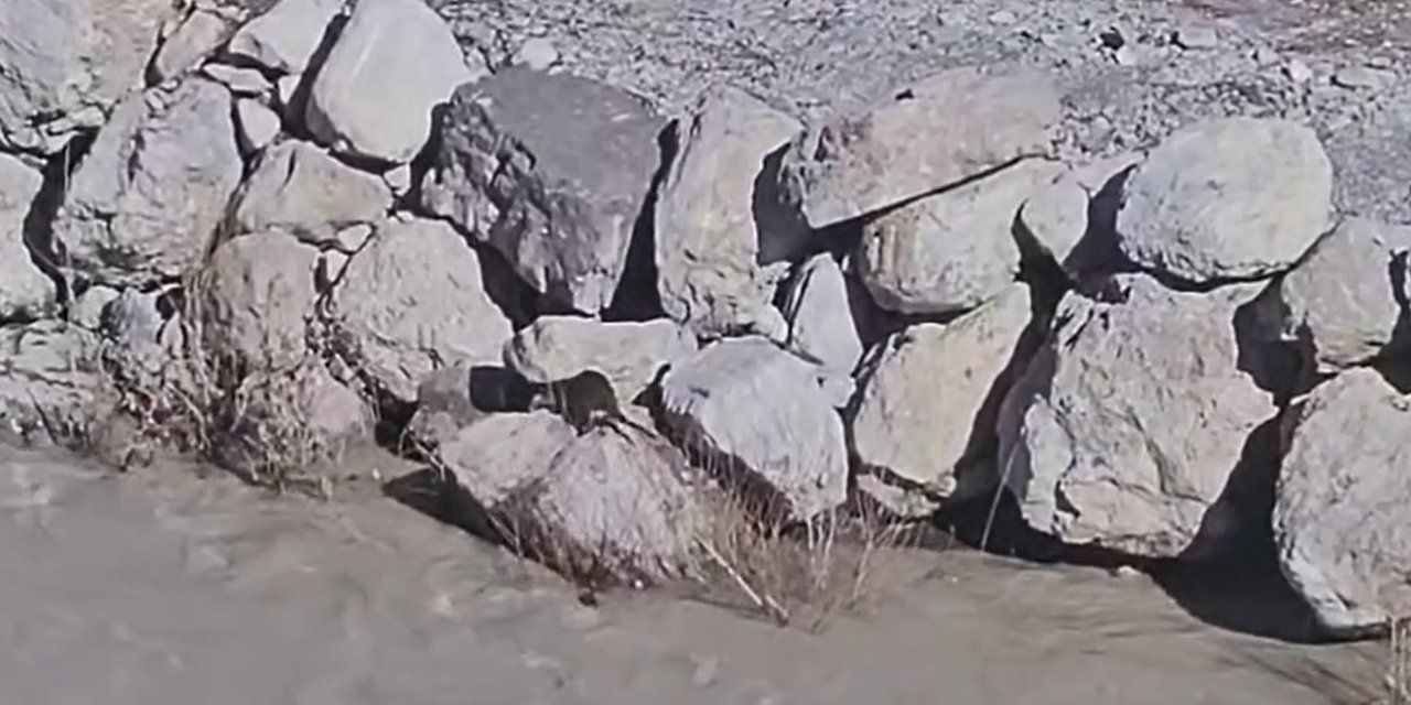 Şenoba’da Nesli Tehlike Altındaki Su Samuru Görüntülendi