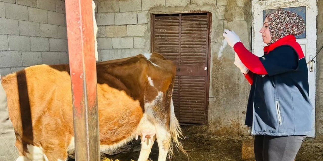 Şırnak’ta Şap Aşısı Seferberliği: Büyükbaş Hayvanlar Güvence Altında