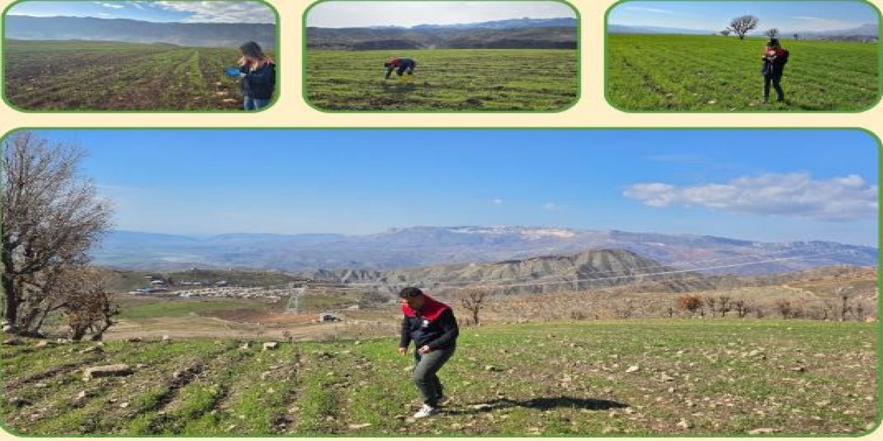 Şırnak’ta Hububat Ekim Alanlarında Çıkış Kontrolleri Sürüyor