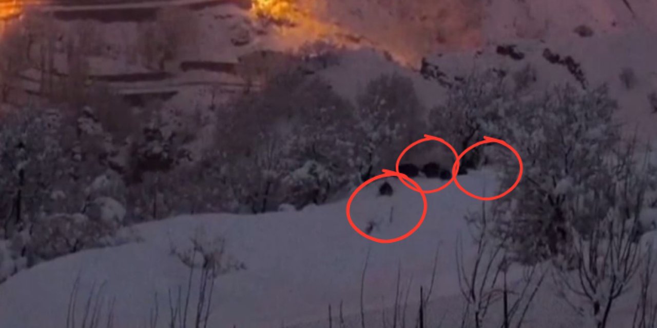 Şırnak'ta Karda Yiyecek Bulmakta Zorlanan Domuz Sürüsü Yerleşim Yerine İndi