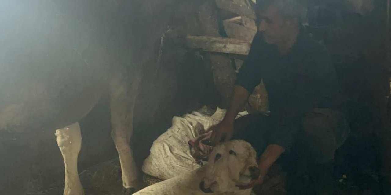 Doğum yapan inek çift başlı buzağı dünyaya getirdi