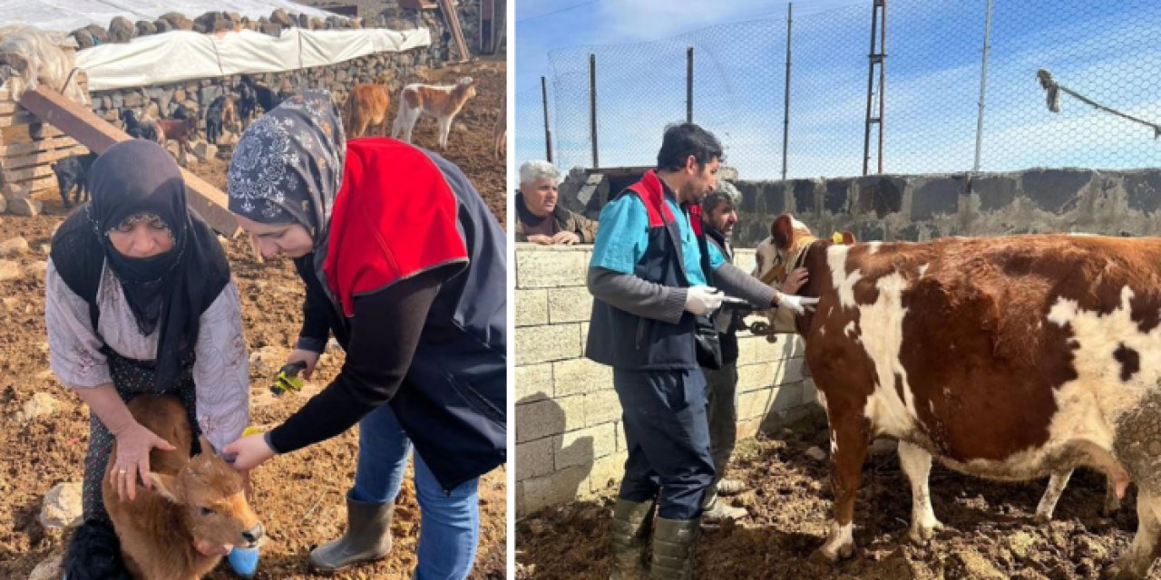 Şırnak’ta hayvanlara küpeleme ve şap aşısı çalışması